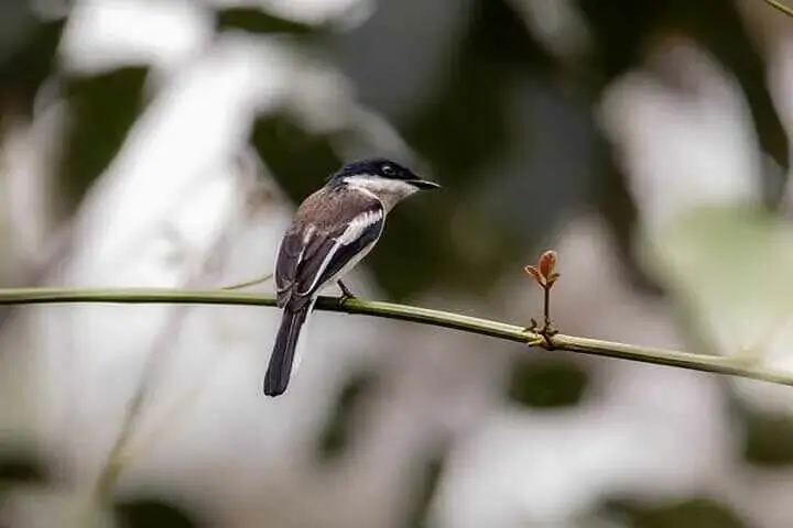 Black-backed Puffback